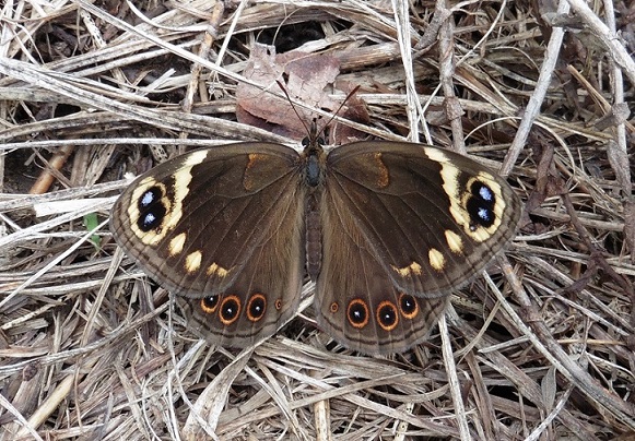 Farfalla dal Sudafrica:  Dira oxylus (Nymphalidae Satyrinae)